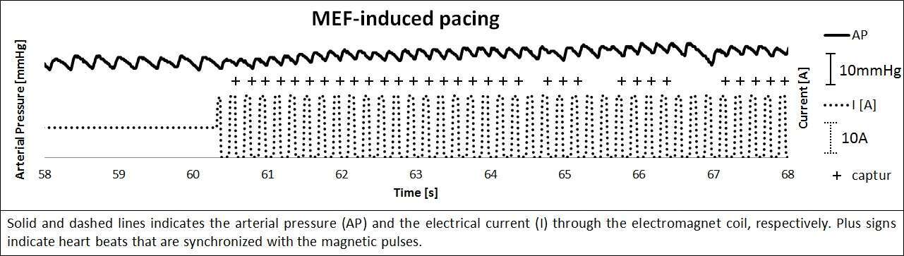 MEF-induced cardiac pacing in an in vivo rat model